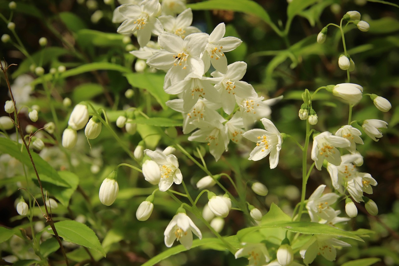 アフターピルの問診が早いクリニックはどこですか？