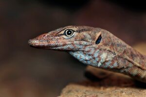 アフターピルをオンラインで購入する際のおすすめまとめは？