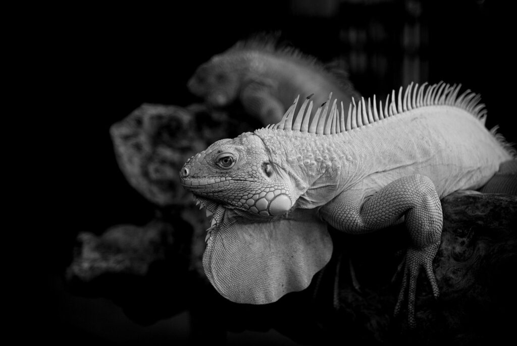 アフターピルをオンラインで身分証なしに購入する方法をまとめましたか？